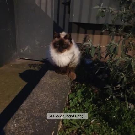 Photo de chat perdu à Chateaudun