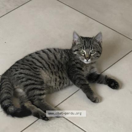 Photo 1/1 Diwali Chat perdu à Bondues