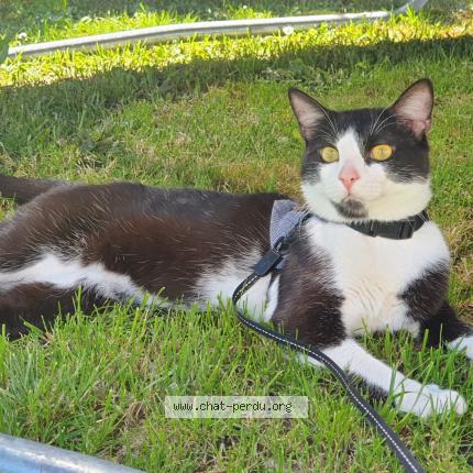Photo 1/1 Cookie Chat perdu à Coulommes
