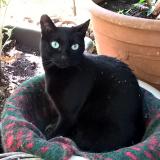 Photo de chat perdu à Saint Paul En Foret