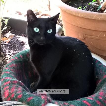 Photo 1/1 Chat retrouvé Perdu à Saint paul en foret