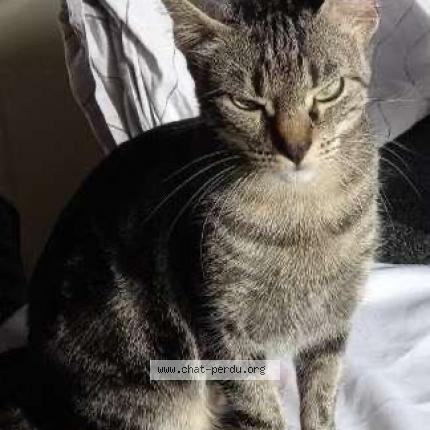 Photo 1/1 Chat retrouvé Perdu à Montreuil