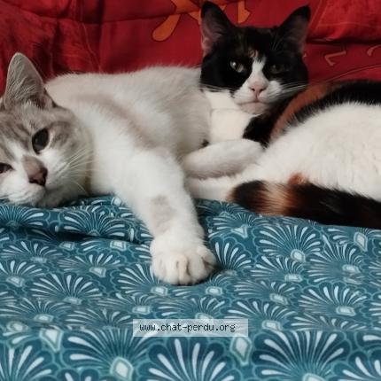 Photo de chat perdu à Tours