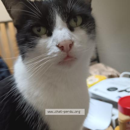 Photo 1/1 Chat retrouvé Perdu à Saint Omer