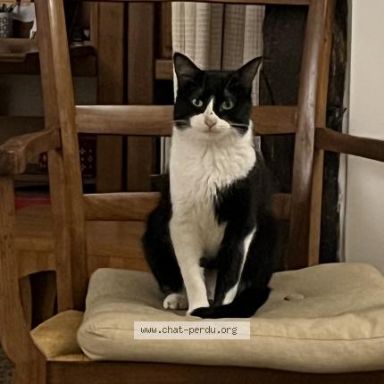 Photo 1/1 Chat retrouvé Perdu à Paris