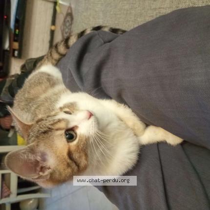 Photo 1/1 Chalie Chat perdu à Lomme