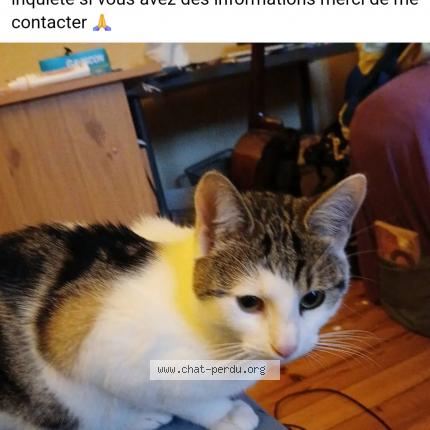 Photo 1/1 Gribouille Chat perdu à Saint etienne