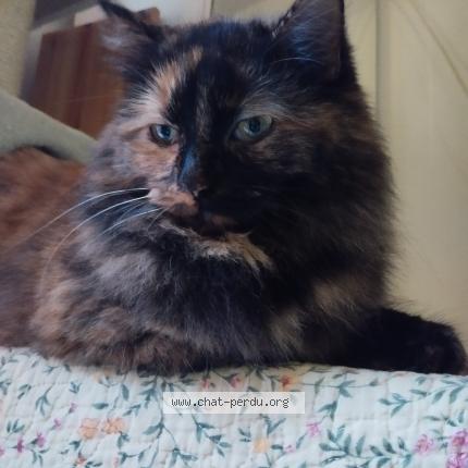 Photo 1/1 Ma fille Chat perdu à Frontignan plage