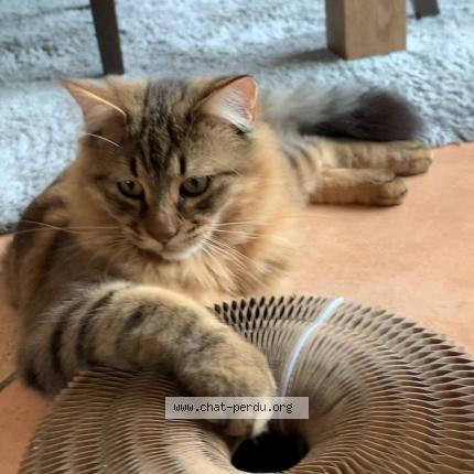 Photo de chat perdu à Cestas