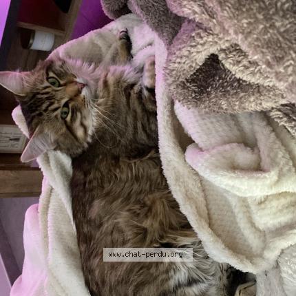 Photo 1/1 Éros Chat perdu à Saint etienne de st geoirs