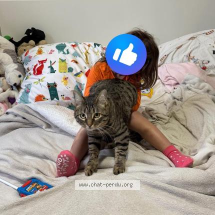 Photo 1/1 Nala Chat perdu à La ciotat