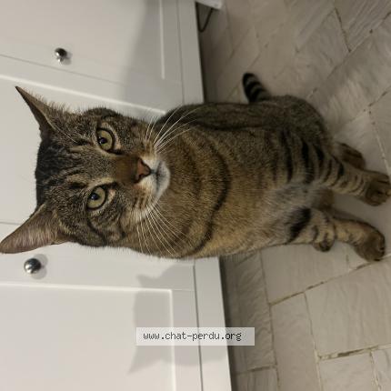 Photo 1/1 Chat retrouvé Trouvé à Muret