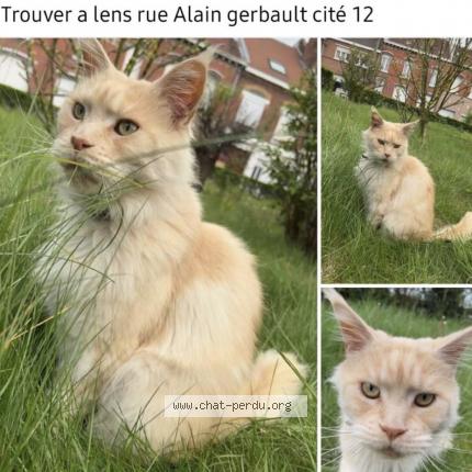 Photo de chat trouvé à Lens