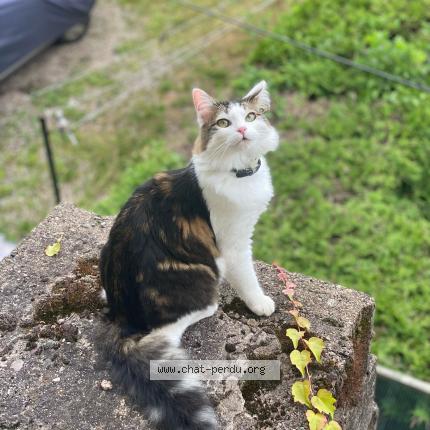 Photo 1/1 Lucky Chat perdu à Le val d ajol