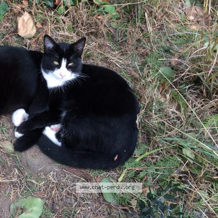 Photo 1/1 SHIRO Chat perdu à Saint laurent de la salanque