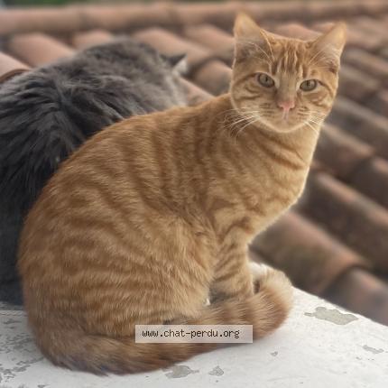 Photo 1/1 Chat retrouvé Perdu à Quincieux