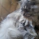 Photo de chat perdu à Multan