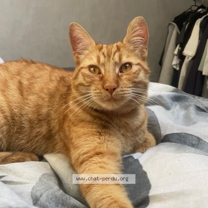 Photo de chat perdu à Foulain