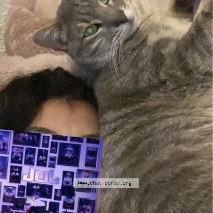 Photo 1/1 Chicha Chat perdu à Aix en provence