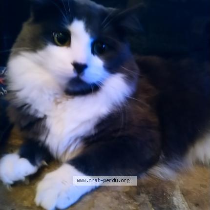 Photo 1/2 Mimine Chat perdu à Brossard