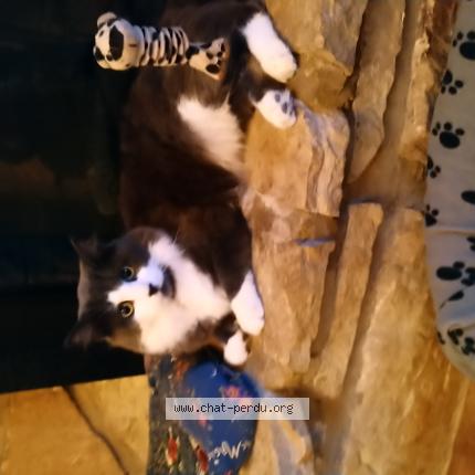 Photo 2/2 Mimine Chat perdu à Brossard