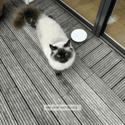 Photo 1/1 Chat retrouvé Perdu à Colombes