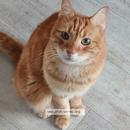 Photo 1/1 Gabin Chat perdu à Calais