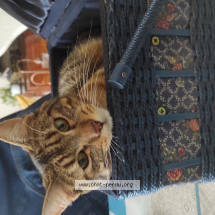 Photo 1/1 VIRGULE Chat perdu à Castelsarrasin