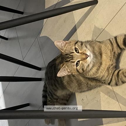 Photo de chat perdu à Granges Le Bourg