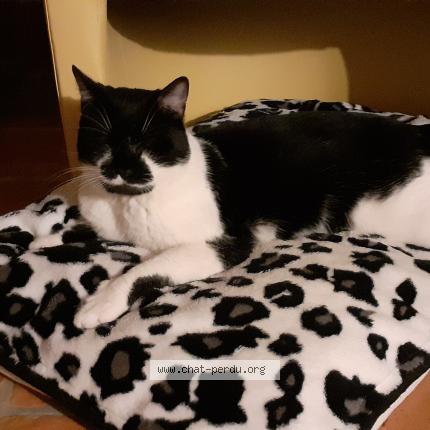 Photo 1/1 Ulysse Chat perdu à Papleux