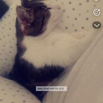 Photo 1/2 Jo Chat perdu à Panazol