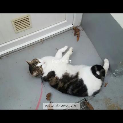 Photo 2/2 Jo Chat perdu à Panazol