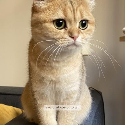 Photo 1/1 Aliette Chat perdu à Paris