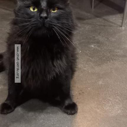 Photo 1/1 DJANGO Chat perdu à Saint avit