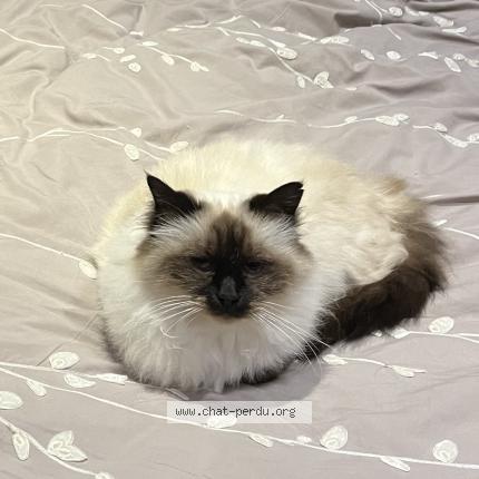 Photo de chat perdu à Saint Palais Sur Mer