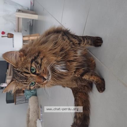 Photo de chat perdu à Allonnes