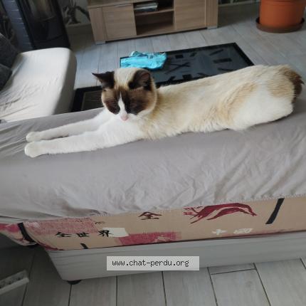 Photo 1/1 Loulou Chat perdu à Malicorne sur sarthe