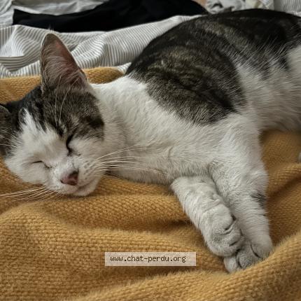 Photo de chat trouvé à Lyon