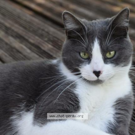 Photo de chat perdu à Velleminfroy