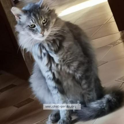 Photo 1/1 Chat retrouvé Perdu à Allassac