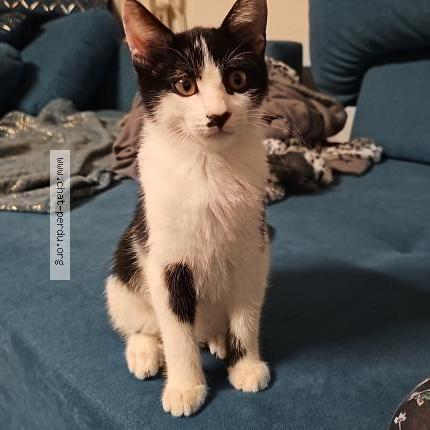 Photo 1/1 Jules Chat perdu à Limoux