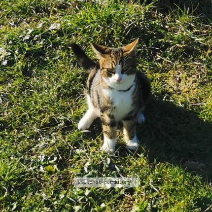 Photo 1/1 Chat retrouvé Perdu à Montech