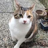 Photo de chat perdu à Acheres