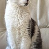 Photo de chat perdu à Uchaux