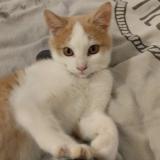 Photo de chat perdu à Saint Jean De La Motte