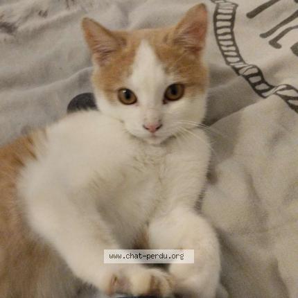 Photo 1/1 Chat retrouvé Perdu à Saint jean de la motte