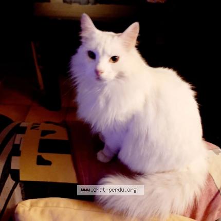 Photo de chat perdu à La Londe Les Maures
