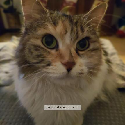 Photo de chat perdu à Istres