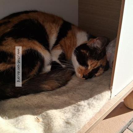 Photo 1/1 Chat trouvé Trouvé à Saint chamond