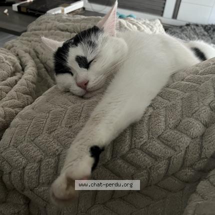 Photo de chat perdu à Bouleurs